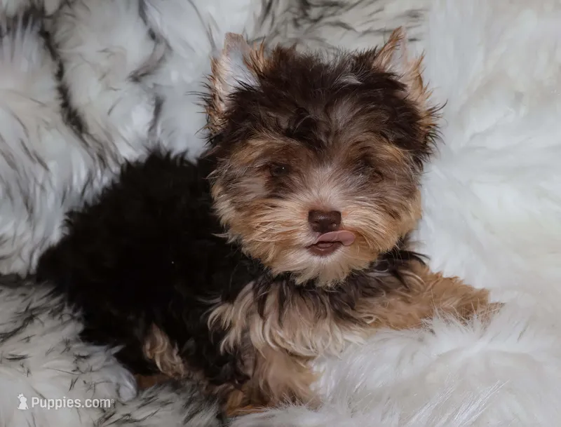 Kennedy – Yorkshire Terrier puppy for sale in Pflugerville, TX