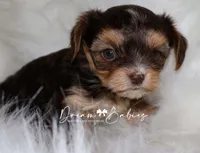 Kennedy, a female Yorkshire Terrier for sale in Pflugerville, TX – Photo 2 of 7
