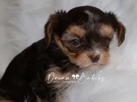 Kennedy, a female Yorkshire Terrier for sale in Pflugerville, TX – Photo 4 of 7