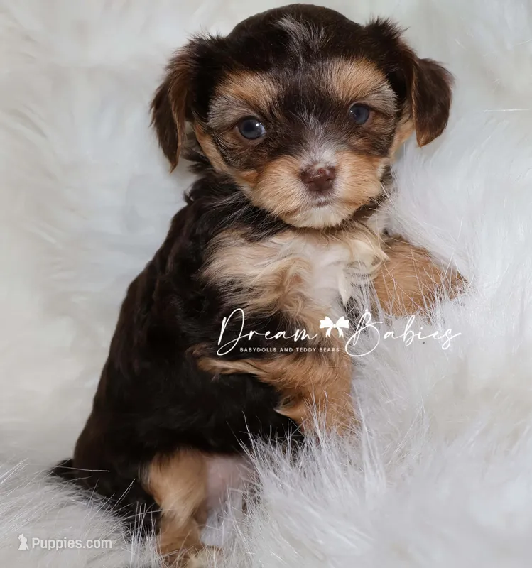 Kennedy – Yorkshire Terrier puppy for sale in Pflugerville, TX