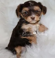 Kennedy, a female Yorkshire Terrier for sale in Pflugerville, TX – Photo 1 of 7