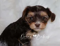 Kennedy, a female Yorkshire Terrier for sale in Pflugerville, TX – Photo 3 of 7