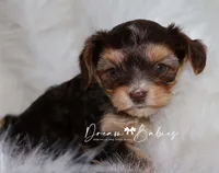 Kennedy, a female Yorkshire Terrier for sale in Pflugerville, TX – Photo 5 of 7