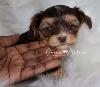 Kennedy, a female Yorkshire Terrier for sale in Pflugerville, TX – Photo 7 of 7