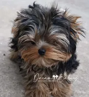 Maeve, a female Yorkshire Terrier for sale in Pflugerville, TX – 3 of 10