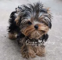 Maeve, a female Yorkshire Terrier for sale in Pflugerville, TX – 5 of 10