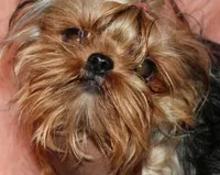 Clara, a female Yorkshire Terrier for sale in Pflugerville, TX – 7 of 8