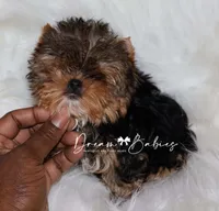 Rowen, a female Yorkshire Terrier for sale in Pflugerville, TX – 3 of 10
