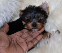 Binky, a male Yorkshire Terrier for sale in Pflugerville, TX – Photo 5 of 5