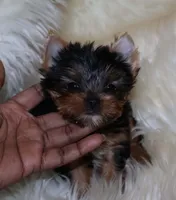 Binky, a male Yorkshire Terrier for sale in Pflugerville, TX – Photo 4 of 5
