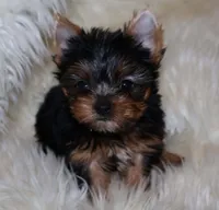 Binky, a male Yorkshire Terrier for sale in Pflugerville, TX – Photo 3 of 5