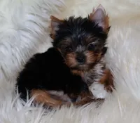 Binky, a male Yorkshire Terrier for sale in Pflugerville, TX – Photo 2 of 5