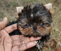 Claire, a female Yorkshire Terrier for sale in Pflugerville, TX – 4 of 6