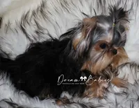 Waffles, a male Yorkshire Terrier for sale in Pflugerville, TX – 2 of 8