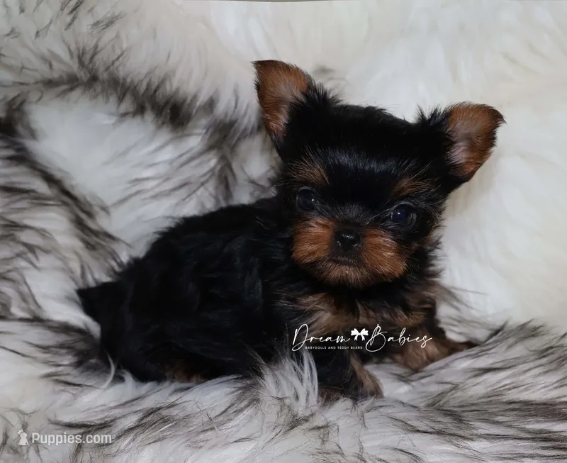 Clara – Yorkshire Terrier puppy for sale in Pflugerville, TX