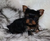 Clara, a female Yorkshire Terrier for sale in Pflugerville, TX – 1 of 8