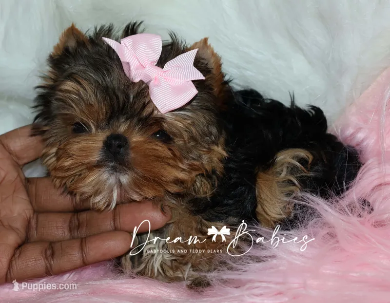 Rowen – Yorkshire Terrier puppy for sale in Pflugerville, TX