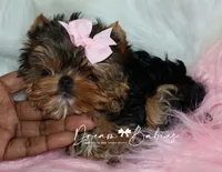 Rowen, a female Yorkshire Terrier for sale in Pflugerville, TX – 1 of 10