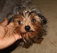 Kinder, a male Yorkshire Terrier for sale in Pflugerville, TX – 4 of 5
