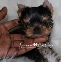 Aspen, a male Yorkshire Terrier for sale in Pflugerville, TX – 8 of 8