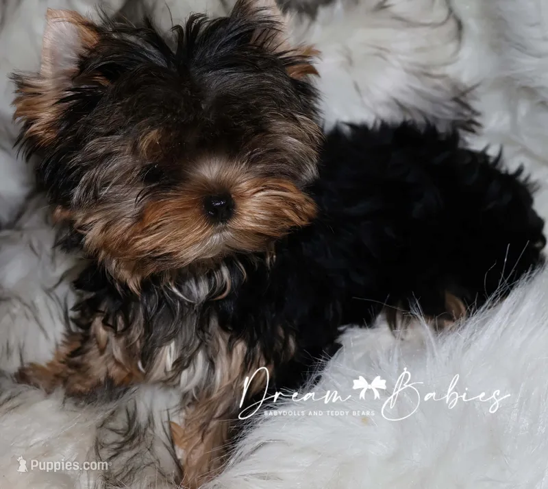 Maeve – Yorkshire Terrier puppy for sale in Pflugerville, TX