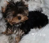 Maeve, a female Yorkshire Terrier for sale in Pflugerville, TX – 1 of 10