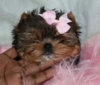 Rowen, a female Yorkshire Terrier for sale in Pflugerville, TX – 4 of 10