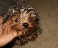 Kinder, a male Yorkshire Terrier for sale in Pflugerville, TX – 3 of 5