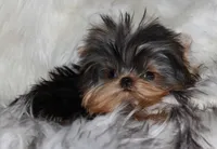 Waffles, a male Yorkshire Terrier for sale in Pflugerville, TX – 8 of 8