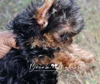 Claire, a female Yorkshire Terrier for sale in Pflugerville, TX – 5 of 6