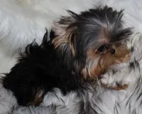 Waffles, a male Yorkshire Terrier for sale in Pflugerville, TX – 6 of 8