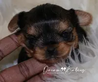 Raisin, a female Yorkshire Terrier for sale in Pflugerville, TX – Photo 4 of 10