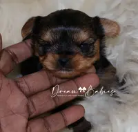 Raisin, a female Yorkshire Terrier for sale in Pflugerville, TX – Photo 6 of 10