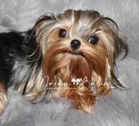 Raisin, a female Yorkshire Terrier for sale in Pflugerville, TX – Photo 10 of 10