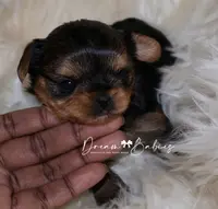Raisin, a female Yorkshire Terrier for sale in Pflugerville, TX – Photo 5 of 10