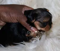 Raisin, a female Yorkshire Terrier for sale in Pflugerville, TX – Photo 7 of 10