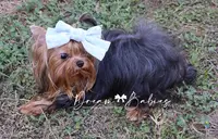 Raisin, a female Yorkshire Terrier for sale in Pflugerville, TX – Photo 9 of 10