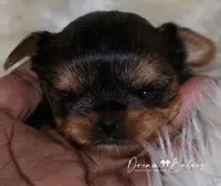 Raisin, a female Yorkshire Terrier for sale in Pflugerville, TX – Photo 1 of 10
