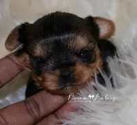 Raisin, a female Yorkshire Terrier for sale in Pflugerville, TX – Photo 3 of 10