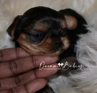 Raisin, a female Yorkshire Terrier for sale in Pflugerville, TX – Photo 2 of 10