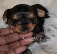 Raisin, a female Yorkshire Terrier for sale in Pflugerville, TX – Photo 8 of 10