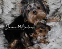 Waffles, a male Yorkshire Terrier for sale in Pflugerville, TX – 1 of 8