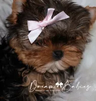 Rowen, a female Yorkshire Terrier for sale in Pflugerville, TX – 8 of 10