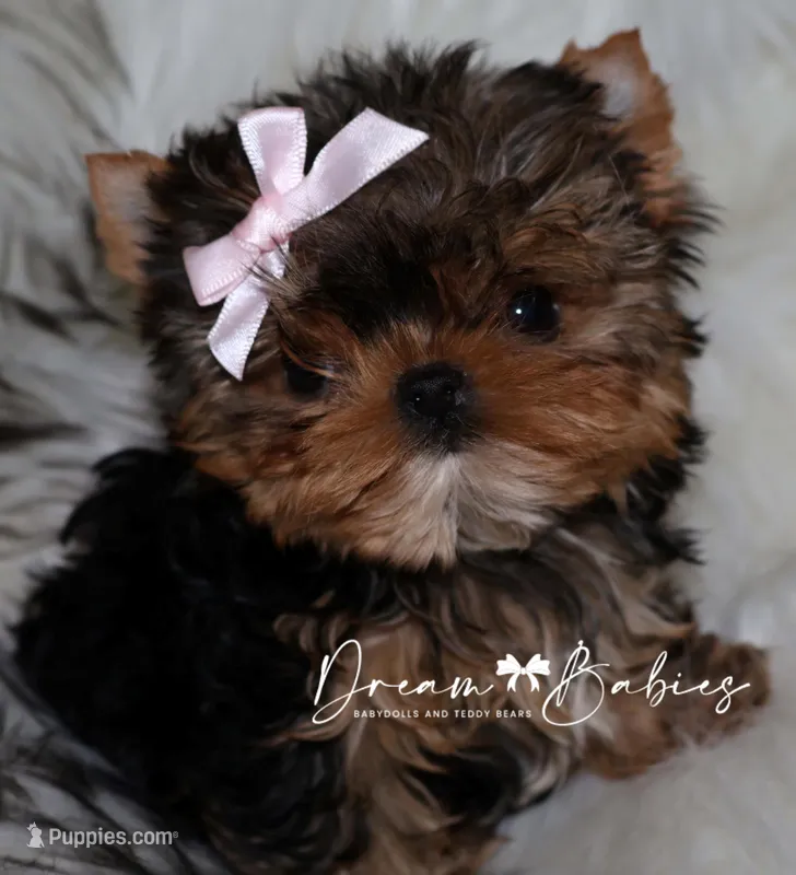 Rowen – Yorkshire Terrier puppy for sale in Pflugerville, TX