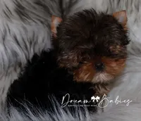 Rowen, a female Yorkshire Terrier for sale in Pflugerville, TX – Photo 3 of 5