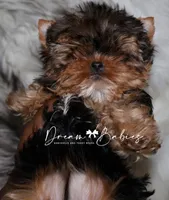 Rowen, a female Yorkshire Terrier for sale in Pflugerville, TX – Photo 4 of 5