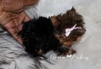 Rowen, a female Yorkshire Terrier for sale in Pflugerville, TX – 7 of 10