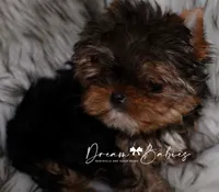 Rowen, a female Yorkshire Terrier for sale in Pflugerville, TX – Photo 5 of 5