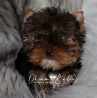 Rowen, a female Yorkshire Terrier for sale in Pflugerville, TX – Photo 1 of 5