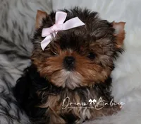 Rowen, a female Yorkshire Terrier for sale in Pflugerville, TX – 9 of 10